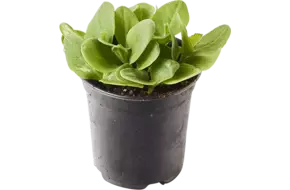 BIO Komkommerkruid in pot doos 2st